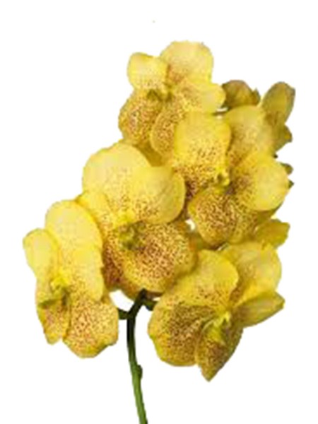 Vanda Magic Yellow
