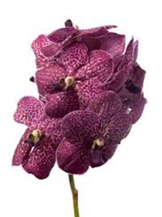 Vanda Sumathi