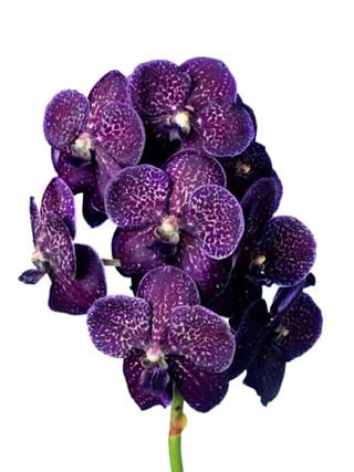 Vanda Sunanda 