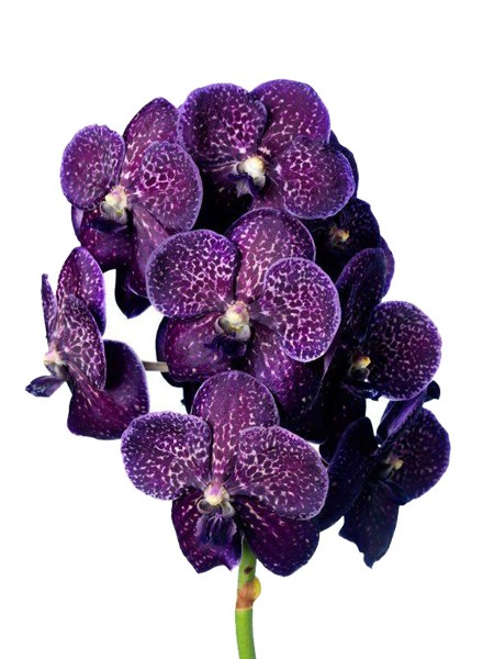 Vanda Sunanda