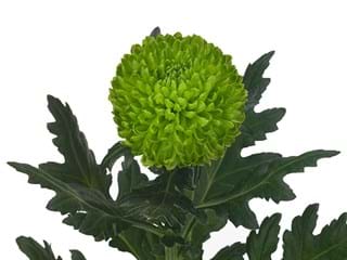 1Hd Chrysanthemum Wasabi