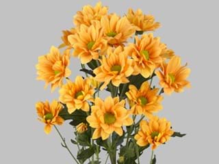 Χρυσάνθεμα Woodpecker