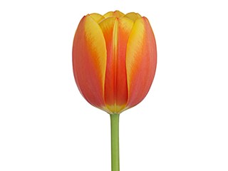 Τουλίπες World Beauty