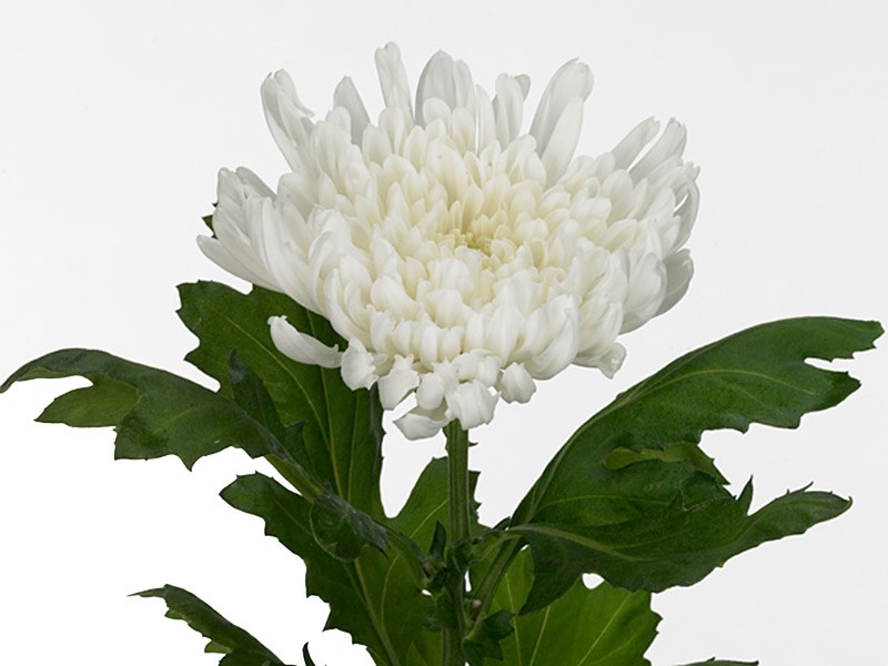 1Hd Chrysanthemum Yazoo