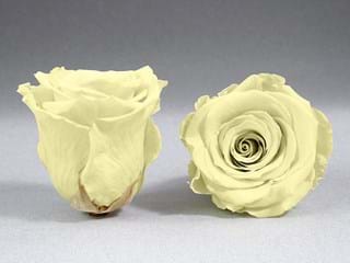 Forever Ιβουαρ