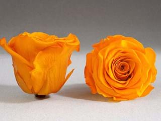 Forever Πορτοκαλί