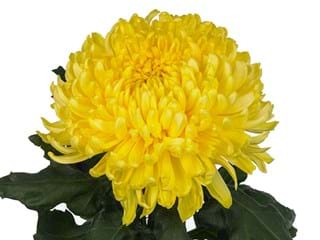 1Hd Chrysanthemum Yellow Lake