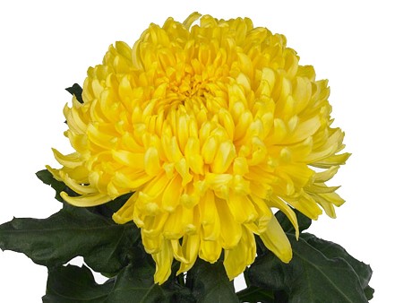 1Hd Χρυσάνθεμα Yellow Lake
