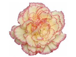 Γαρύφαλλα Yellow -Red