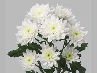 Χρυσάνθεμα Zehnya