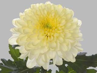 1Hd Chrysanthemum Zembla Cream