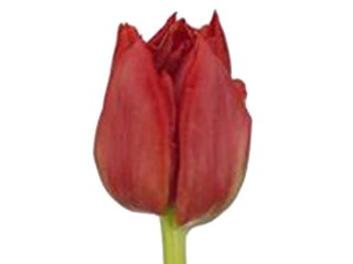 Τουλίπες Abba