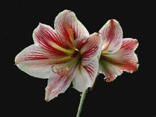 Hippeastrum Ambiance