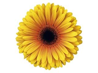 Ζέρμπερες Acapulco