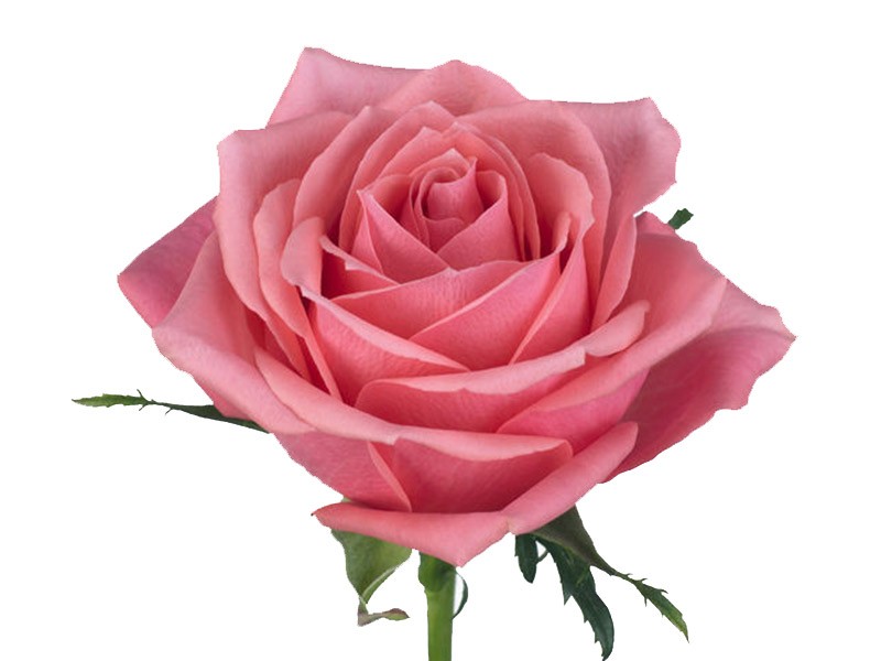 Τριαντάφυλλα Ace Pink