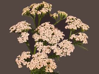 Achilea Anita Champange