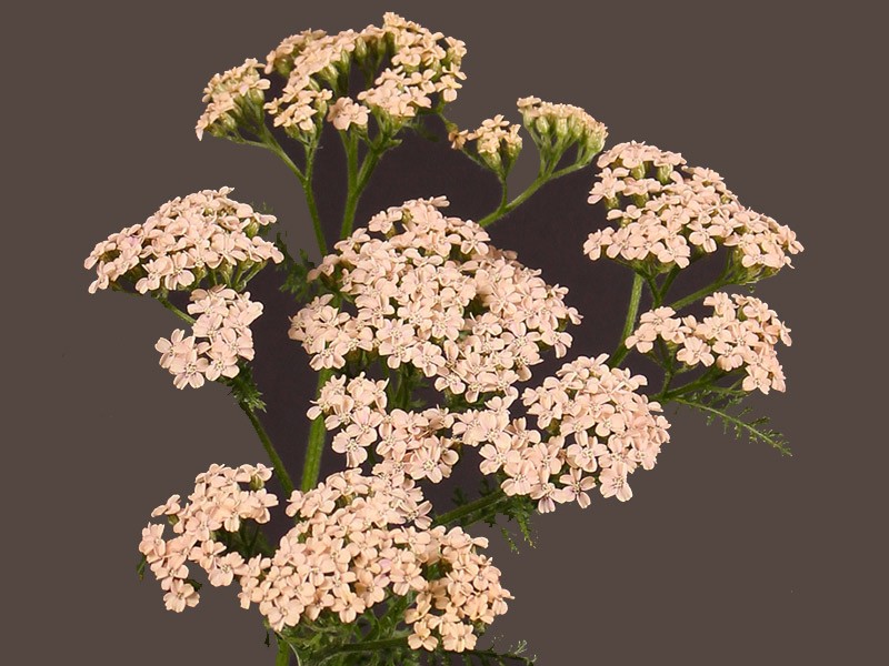 Achilea Anita Champange