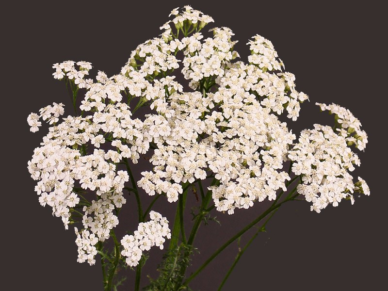 Achilea White
