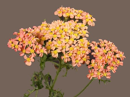 Achilea Anne Mieke