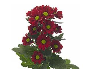 Χρυσάνθεμα Adora