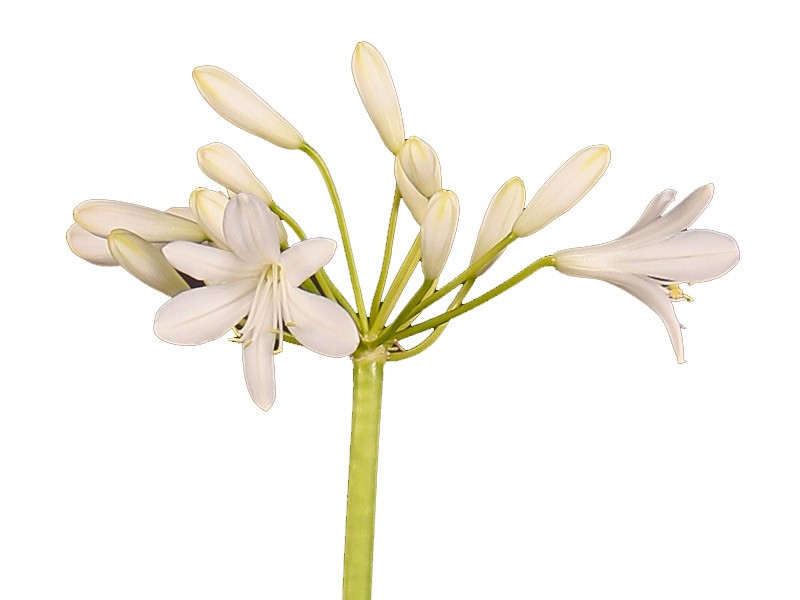Αγάπανθος White
