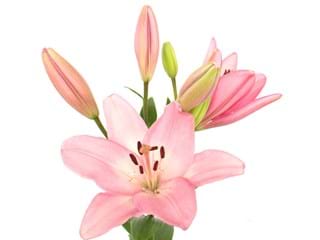 Λιλιουμ Az Albufeira