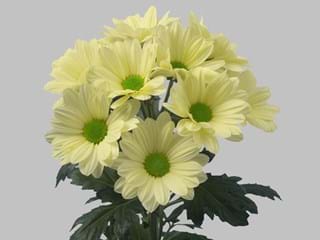 Χρυσάνθεμα Alero Cream