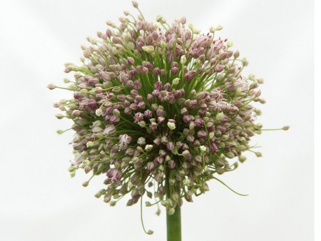 Allium Hairy