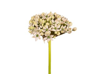 Allium Nigrum
