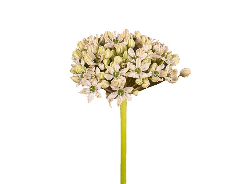 Allium Nigrum