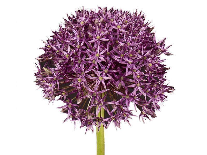 Allium Purple
