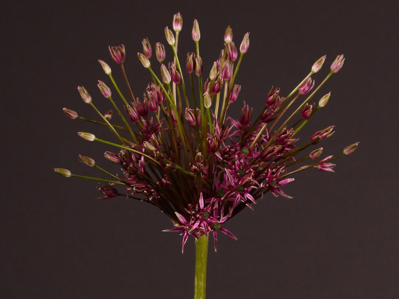 Allium Spider