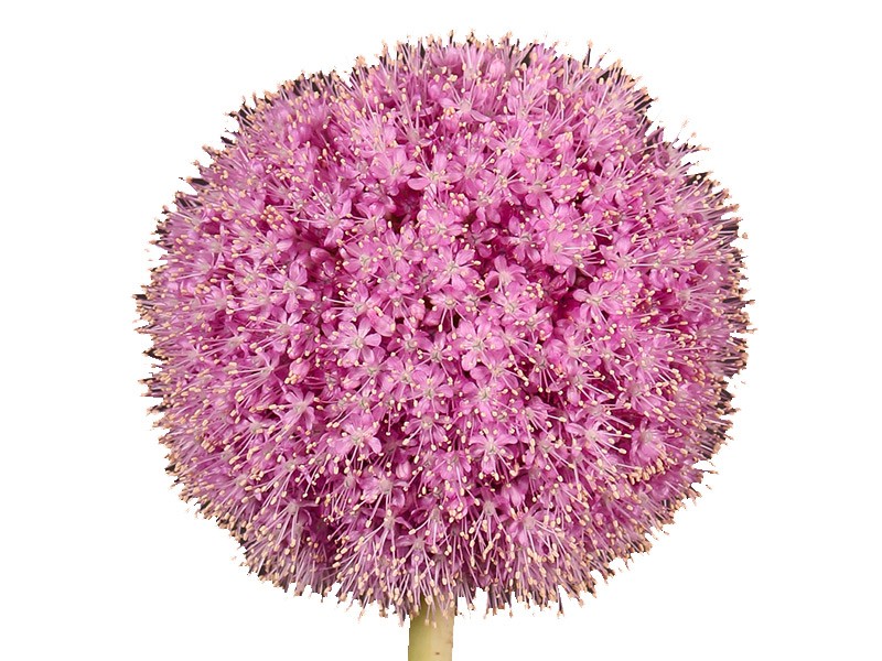 Allium Star