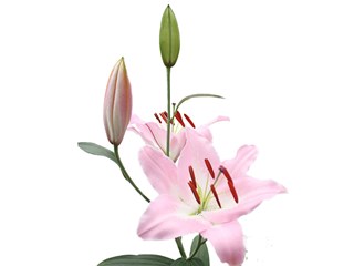 Λιλιουμ Or Almeria