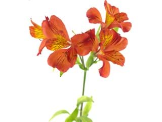 Αλστρομέρια Tampa