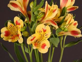 Αλστρομέρια Bali