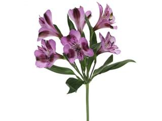 Αλστρομέρια Berlin