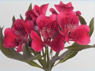 Αλστρομέρια Rome