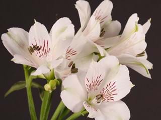 Αλστρομέρια  Virginia