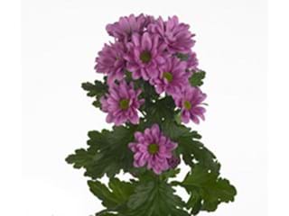 Χρυσάνθεμα Amadea