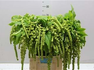 Αμάρανθος Cycloop