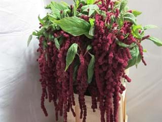 Αμάρανθος Cycloop Red