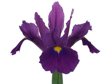 Iris Amazone
