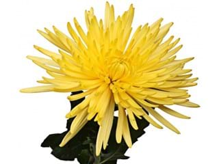 1Hd Chrysanthemum Anastasia Sunny