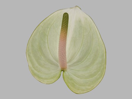 Manaca