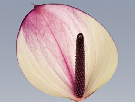 Maxima Violet