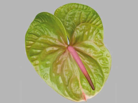 Verino
