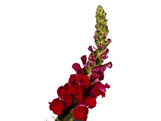 Σκυλάκι Animation Opus