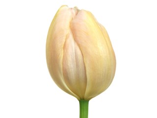 Τουλίπες Apricot Pride