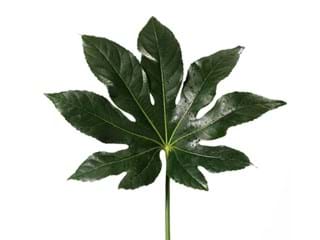Aralia
